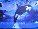 Killer Whale jump 20 x30 in. illustration board